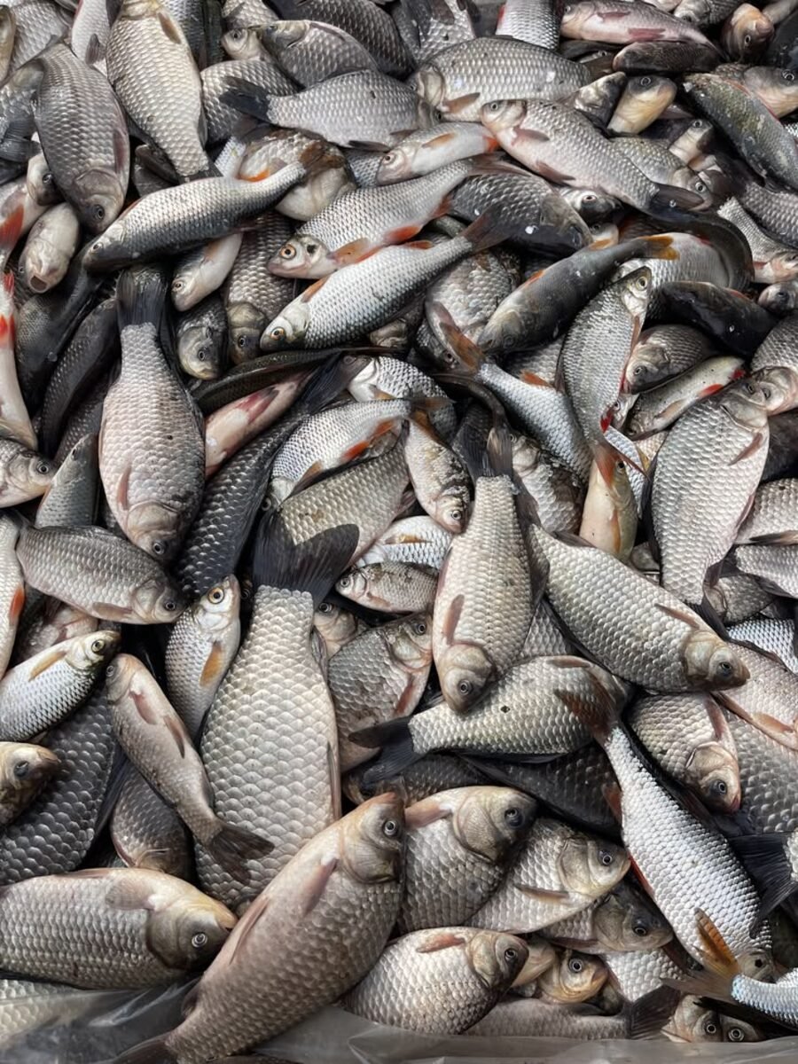 Saami Fish Farm Journey