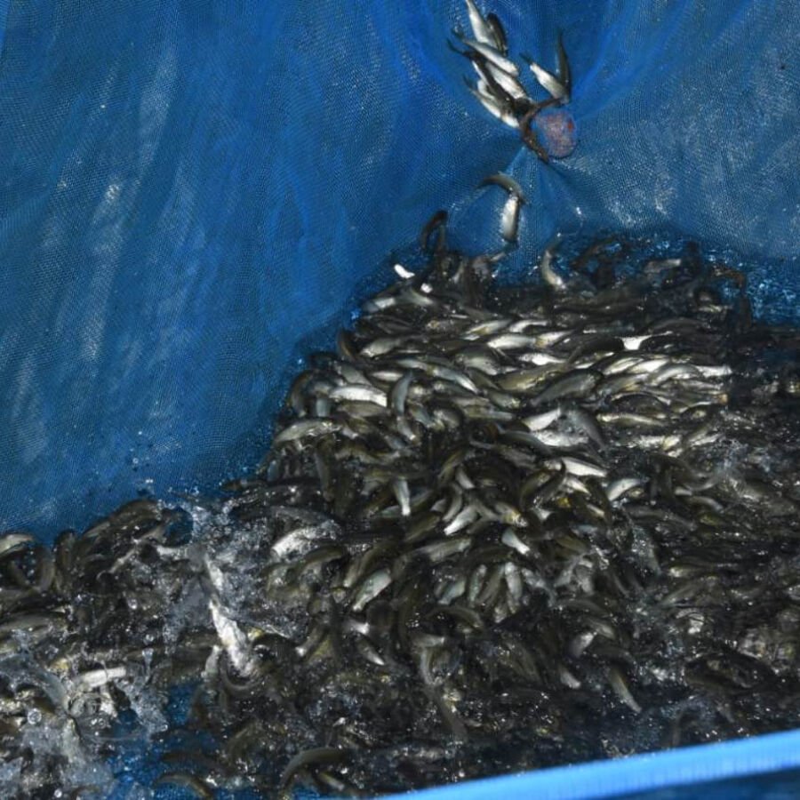 Sami Fish Farm