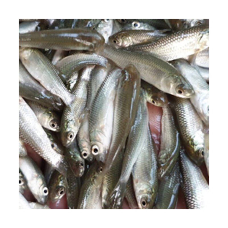 புல் கெண்டை / Grass Carp