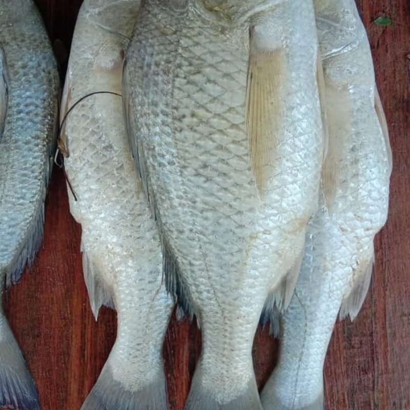 கொடுவா மீன் / Koduva Meen