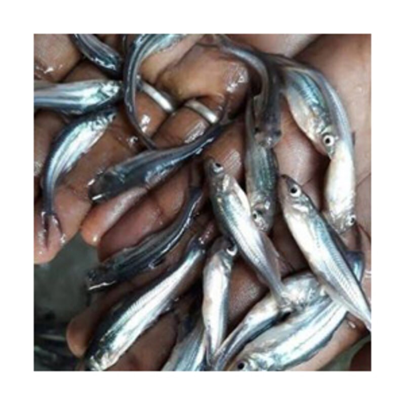 போட்லா / Pohala