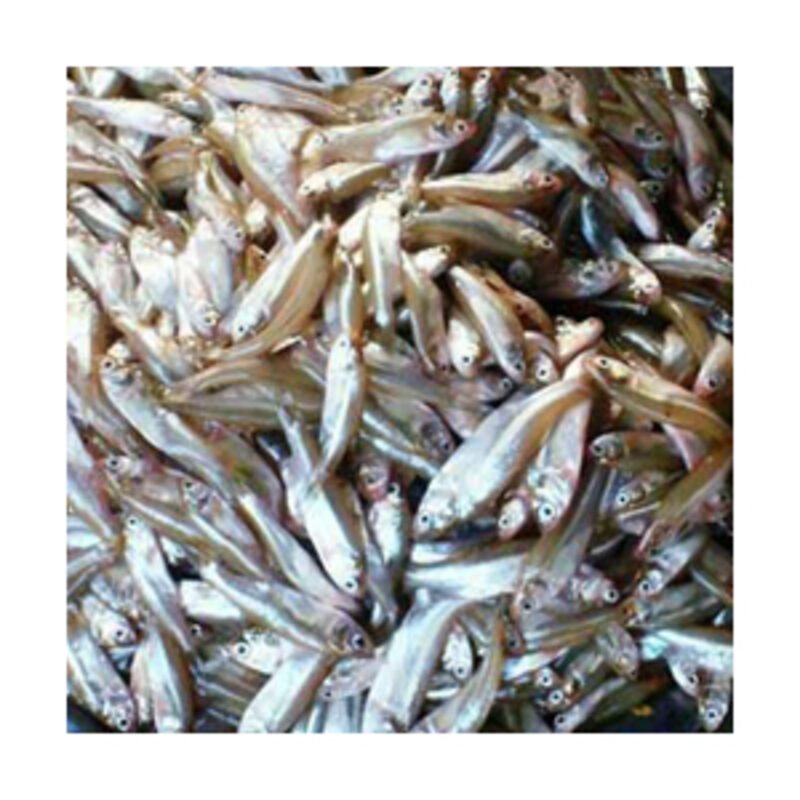 சில்வர் கெண்டை / Silver Carp